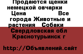 Продаются щенки немецкой овчарки!!! › Цена ­ 6000-8000 - Все города Животные и растения » Собаки   . Свердловская обл.,Краснотурьинск г.